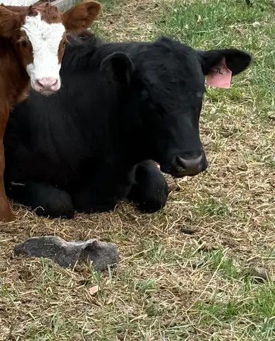 black yearling angus heifer , View more