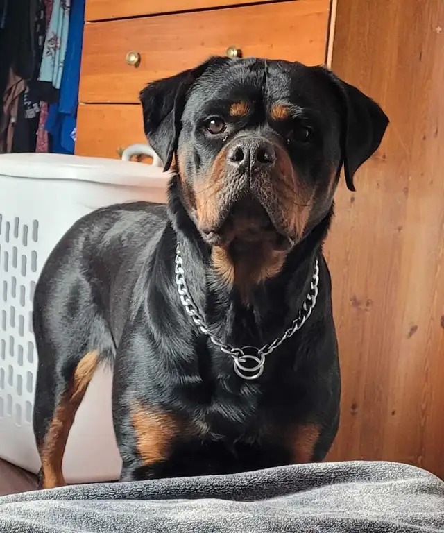 CKC Reg'd Rottweiler Puppies in Dogs & Puppies for Rehoming in Brantford - Image 10