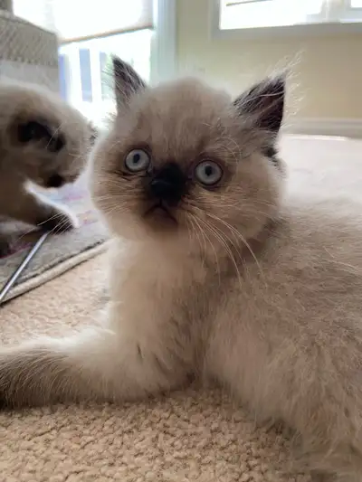 Himalayan/Persian kittens, View more