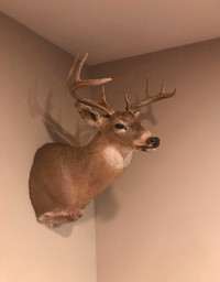 Deer wall art
