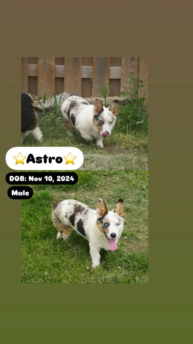 Adorable Corgi Puppies Looking For A Home in Dogs & Puppies for Rehoming in Cambridge - Image 6
