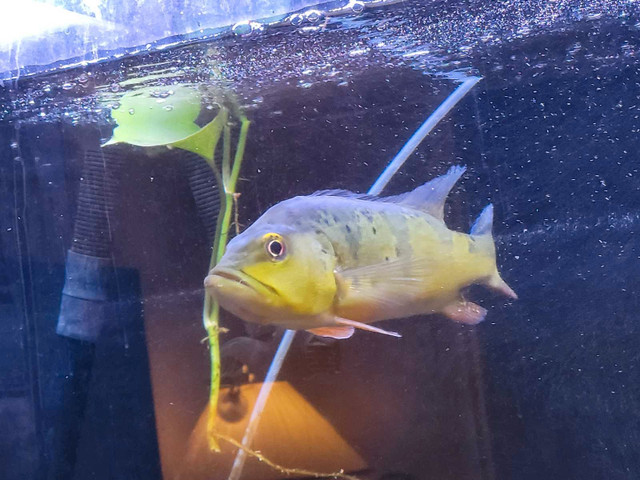 8" kelberi peacock bass in Fish for Rehoming in Oshawa / Durham Region