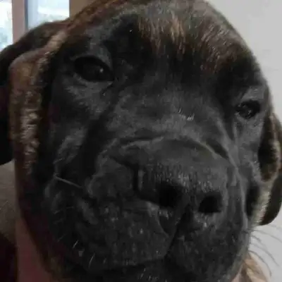 Mastiff Puppies, View more