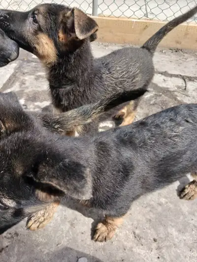 German shepherd puppies, View more