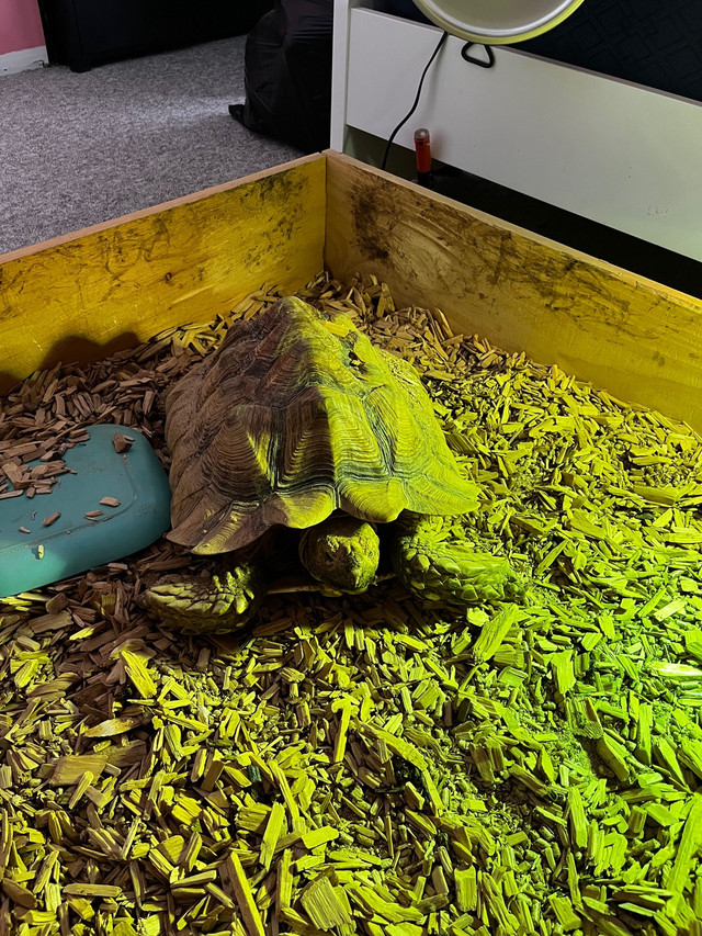  Sulcata  tortoise in Reptiles & Amphibians for Rehoming in Norfolk County