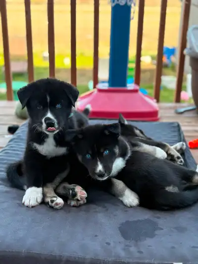 Husky x German shepherd puppies, View more