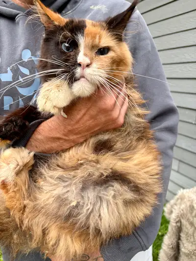 Chat Maine Coon femelle 3 ans polydactile, View more