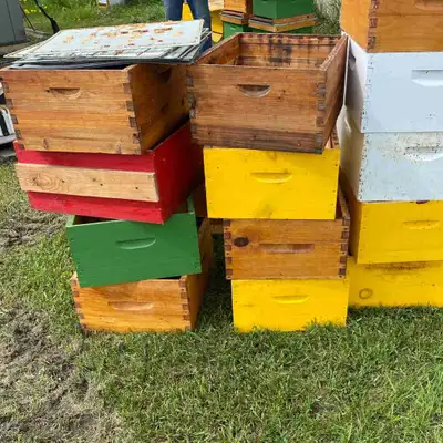 Bee - boxes for sale