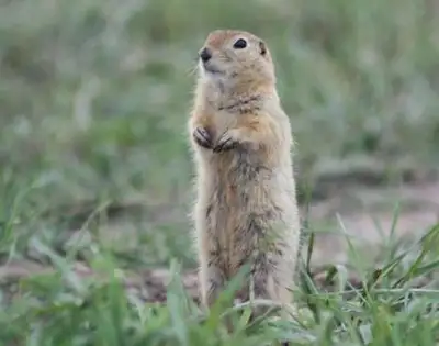 Gopher Elimination, View more