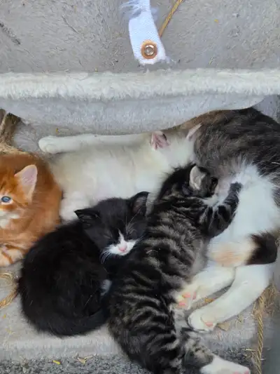 Meet Your New Best Friend!, View more