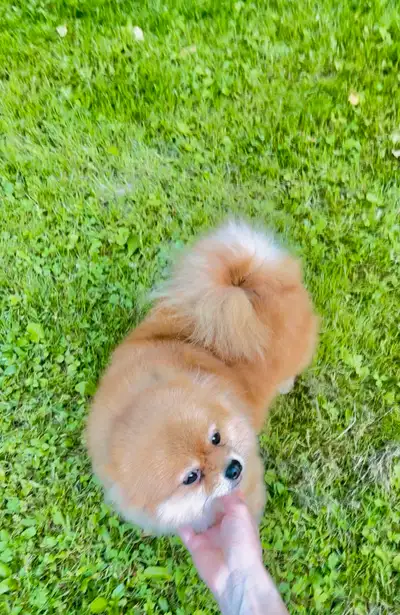 Beautiful Pomeranian girl, View more