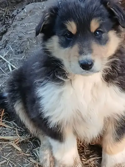 We have one of the most cutest mistake! We have one male, he is adorable! He has the most amazing pe...