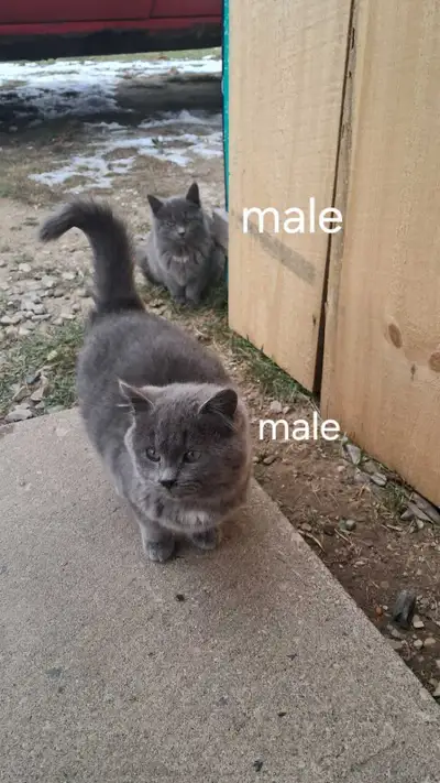 farm kittens, View more