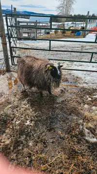 Icelandic sheep flock
