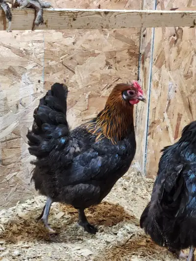Polues Maran cuivré agé de une semaines a 5 mois. bonne pondeuses et résistante. oeufs féconds de di...