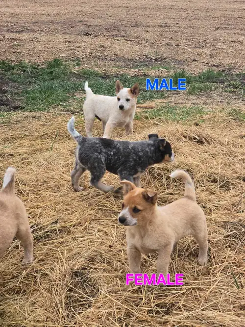 We have 2 puppies for sale Ready to go to a new home end ASAP Preferably to a farm and/or acreage Bo...