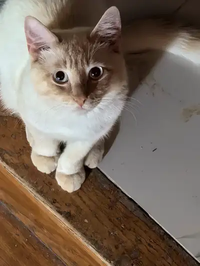 Three generations of ragdolls available, View more