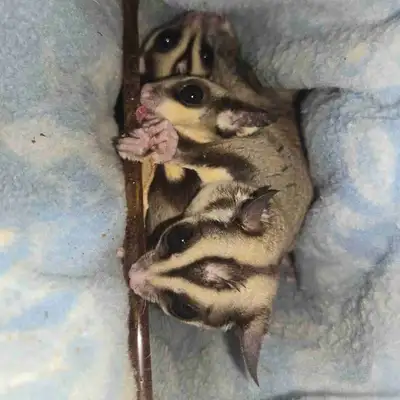 3 standard male sugar gliders. 10 months old, 300 for all firm, I will not split them up. Price refl...