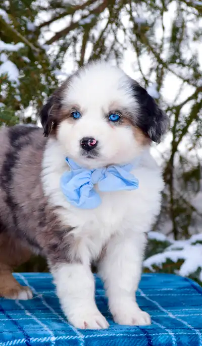 Bernese Golden Aussie mix pups!!, View more