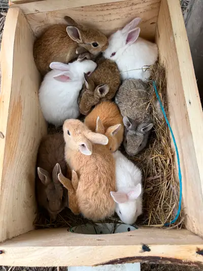 NEW batch of Bunnies. They are ready to be rehomed. $25 each. I'm in Green Valley, Ontario just sout...