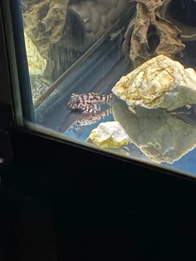 2 l236 super white plecos R/B line | Fish for Rehoming | City of ...