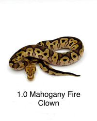 Mahogany fire clown pos YB