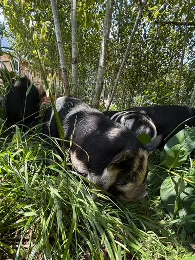 Kunekune Piglets, View more