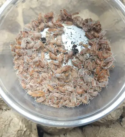 Porcellionides pruinosus Orange Cream, View more