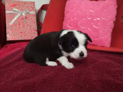 ❤️ VALENTYNE ENTERPRISE ❤️ CHIHUAHUA PUPPYS READY NOW 7059303541, View more