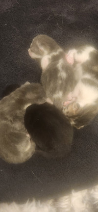 Polydactyl Kittens