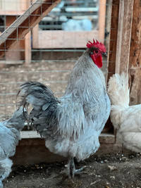 Lavender orpington chicks and hatching eggs!