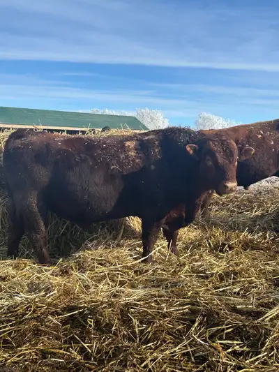 4yr old Red Angus Bull, View more