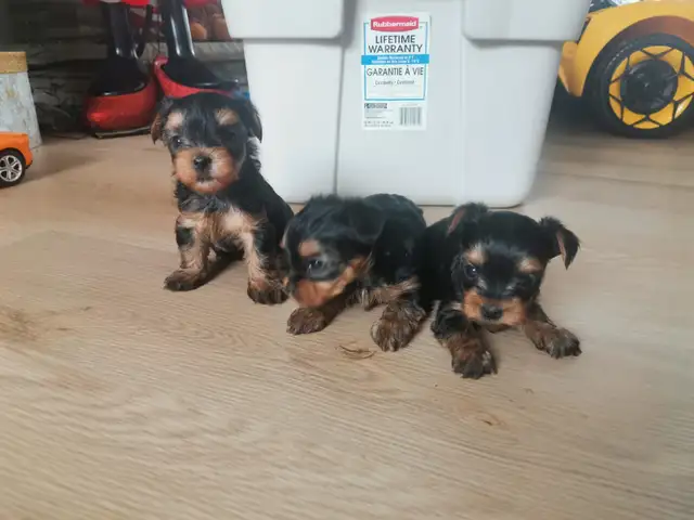 Yorkshire terrier puppies in Dogs & Puppies for Rehoming in City of Toronto - Image 6
