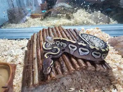 2 ball python. One approx 3 months old the other approx 1 year. Both with come with their enclosures...