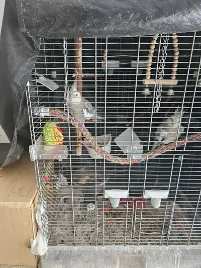 male and female cockatiel with cage and breeding nest, View more