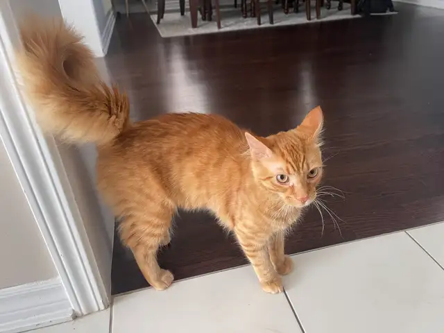 Looking for a new home for our cat, Simba!  in Cats & Kittens for Rehoming in Oakville / Halton Region - Image 7