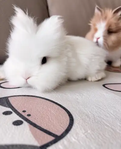 hand raised double maned lionhead bunny, View more