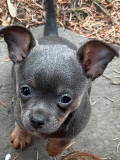 ❤️Meet our Little Boy — Weight 2.2 lbs - A handsome steel blue little man with fawn points. This guy...