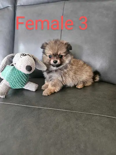 adorable pomeranian puppies ready to go, View more
