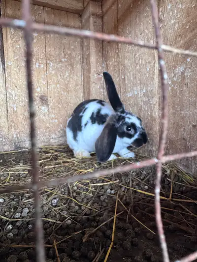 Purebred New Zealand Rabbits 10 weeks Will do a deal for multiple