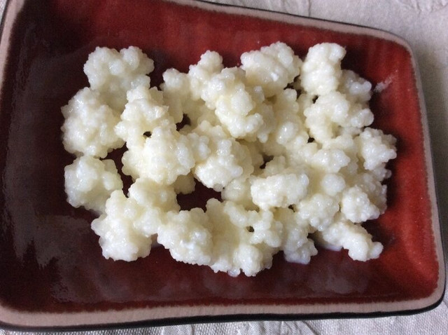 Milk kefir grains, Grains de kefir de lait dans Santé et besoins spéciaux  à Longueuil/Rive Sud - Image 2