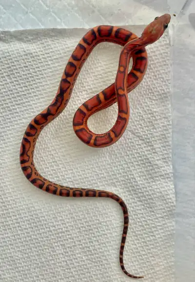 scaleless snakes trade for geckos!, View more