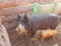 Pure bred Berkshire sow.