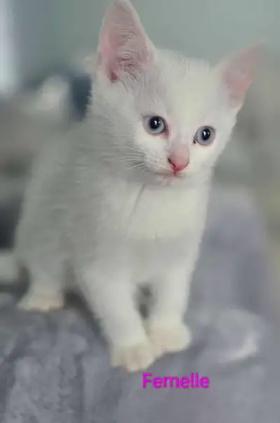 Chaton Femelle Yeux Bleus, View more