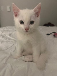 Handsome White Kitten!!