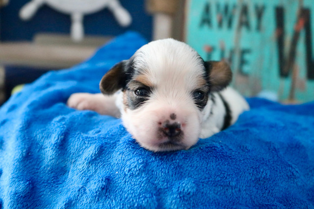 Tiny Biewer Terrier / Parti Yorkie / Yorkshire Terrier in Dogs & Puppies for Rehoming in Winnipeg - Image 4