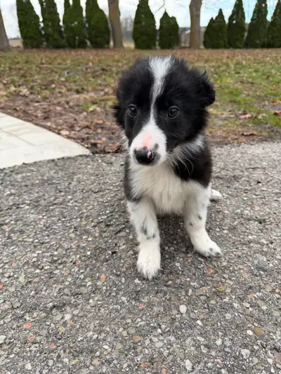 Border Collie puppies ready for homes!, View more