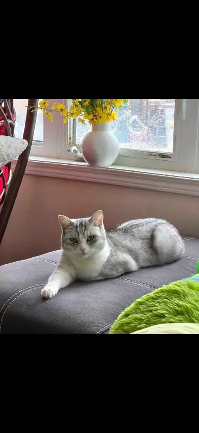 Cat for rehoming, View more