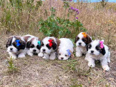 Cockatzu pups, View more