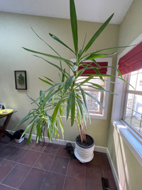 Large Yucca plant - worth over $300!!!